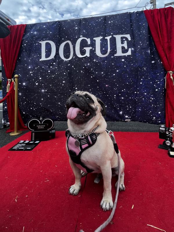 /images/uploads/pug nation rescue of los angeles/pugnation2024/entries/30787thumb.jpg
